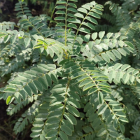 Biotin from Seshania Leaf (40mcg, 100% RDA)