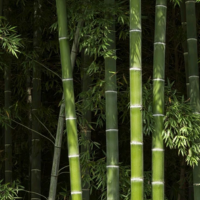 Silica from Bamboo Shoot (70mg)